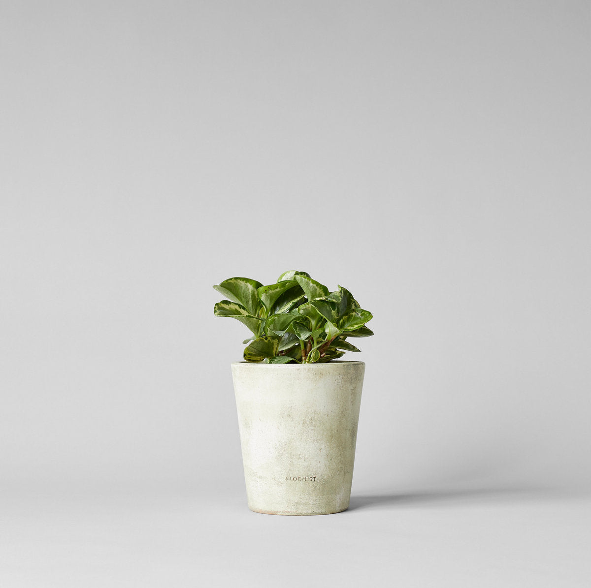 Terra Cotta Basic Planter, White Patina