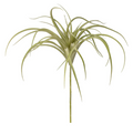 Green Air Plant