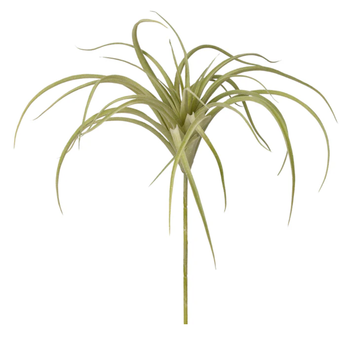 Green Air Plant