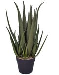 21" Aloe Plant (uv protected)
