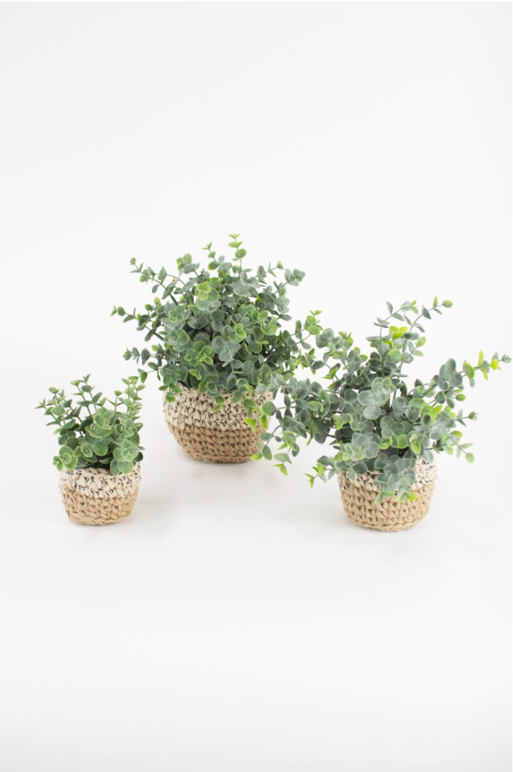 Artificial Eucalyptus Plants In Woven Pots - Medium