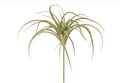 4" air plant pick