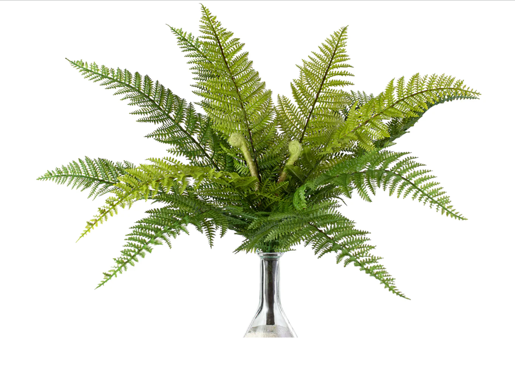 18" Dryopteris Fern Bush