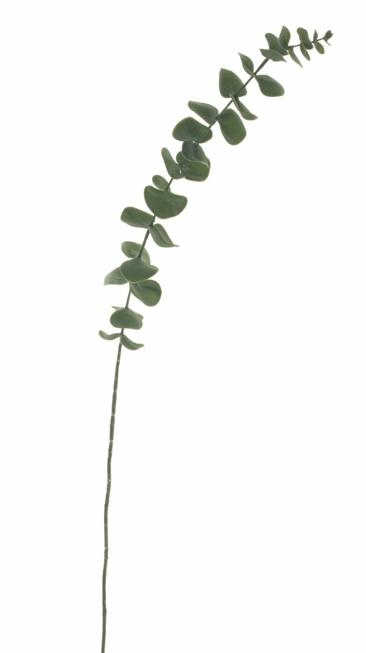34" Silver Dollar Eucalyptus Stem