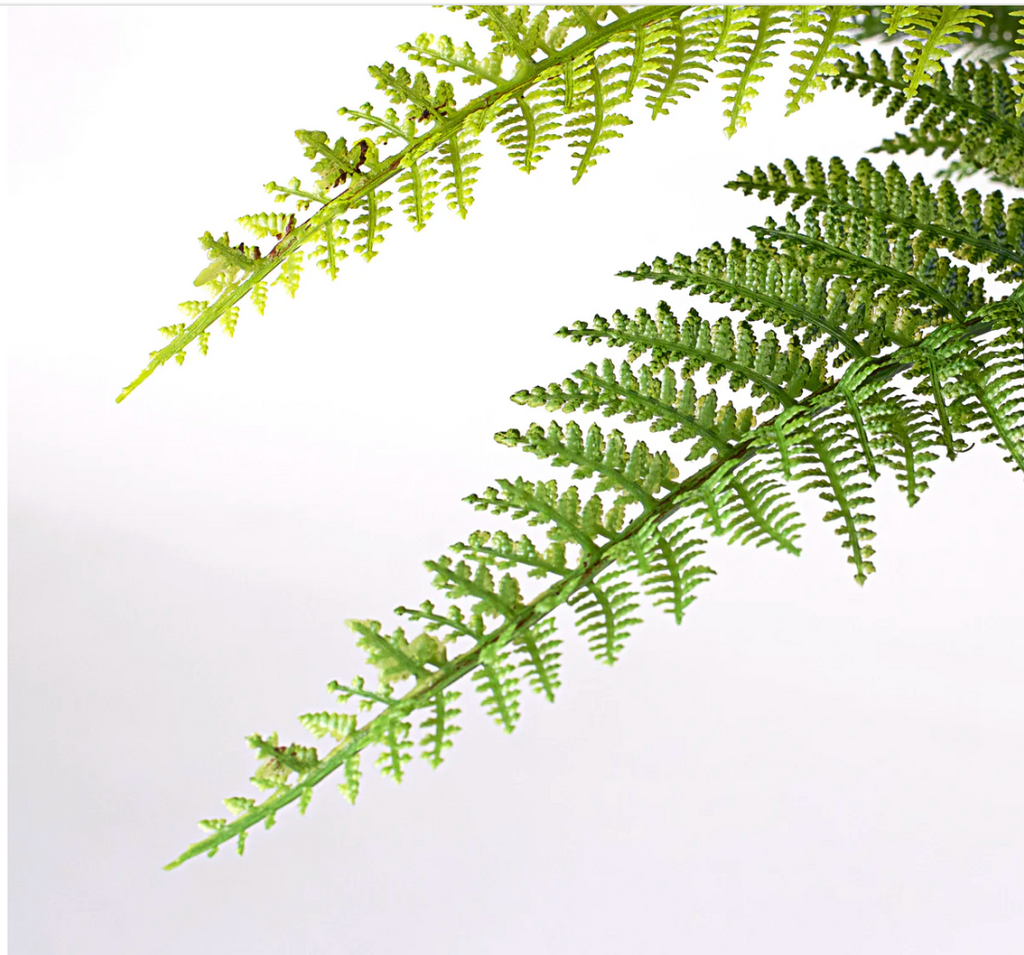 18" Dryopteris Fern Bush