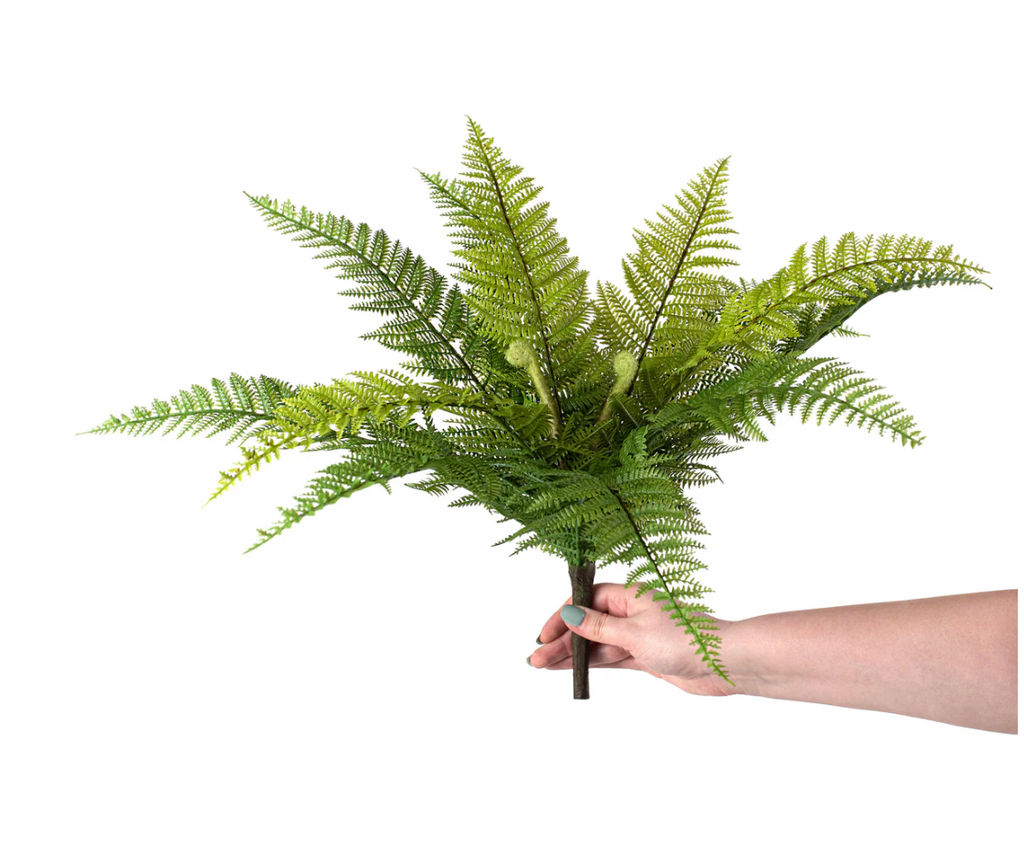 18" Dryopteris Fern Bush