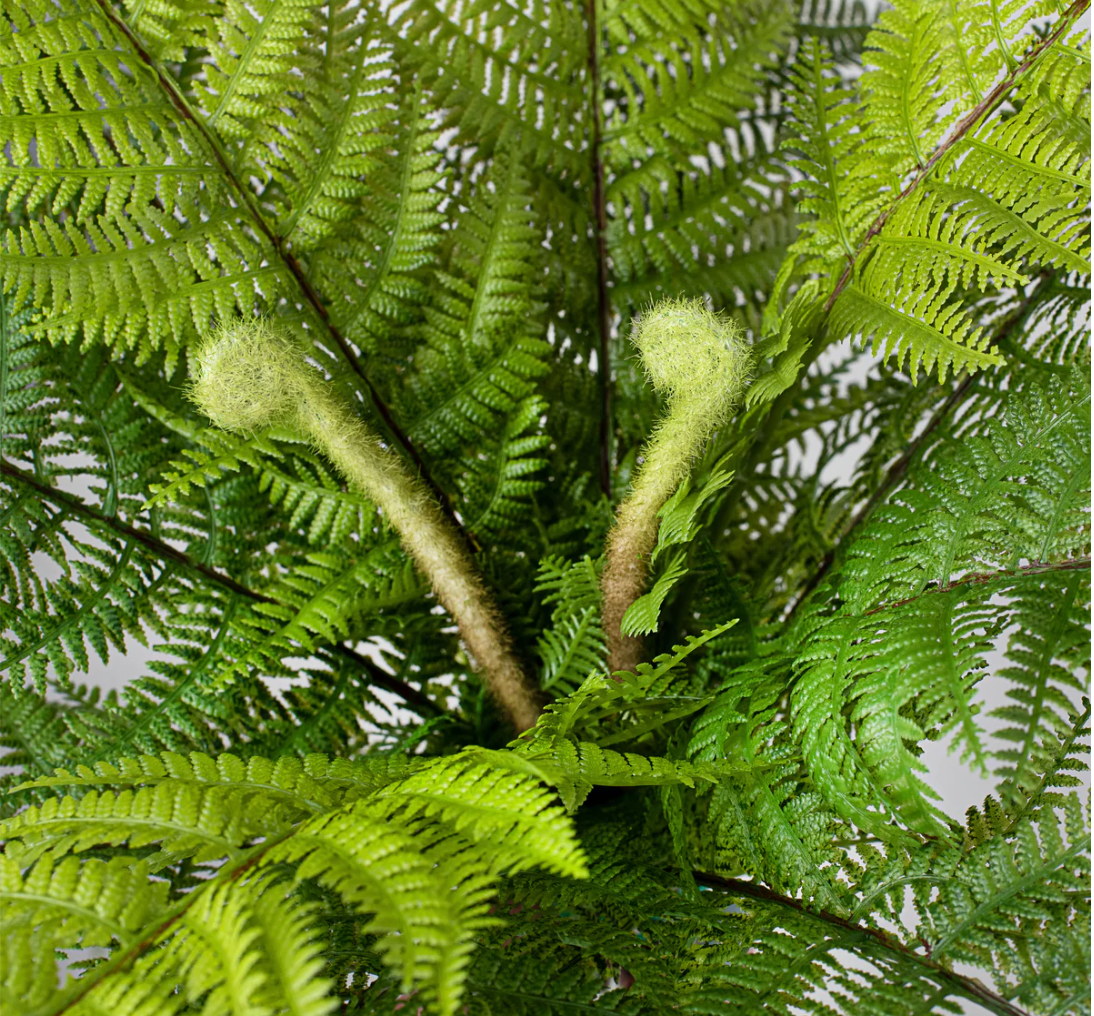 18" Dryopteris Fern Bush