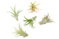 SALE - Tillandsia Abdita Brachycaulos Air Plants -  Set of 10, 20 or 30 - 60% Off