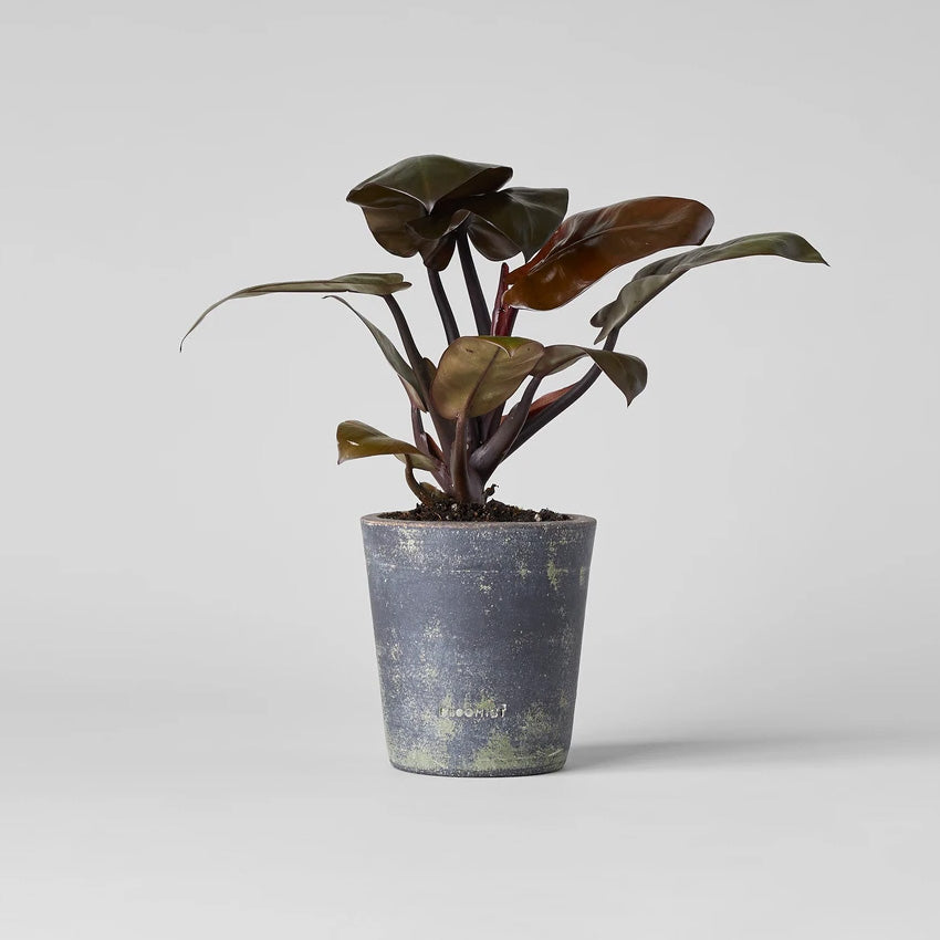 Terra Cotta Basic Planter, Grey Patina