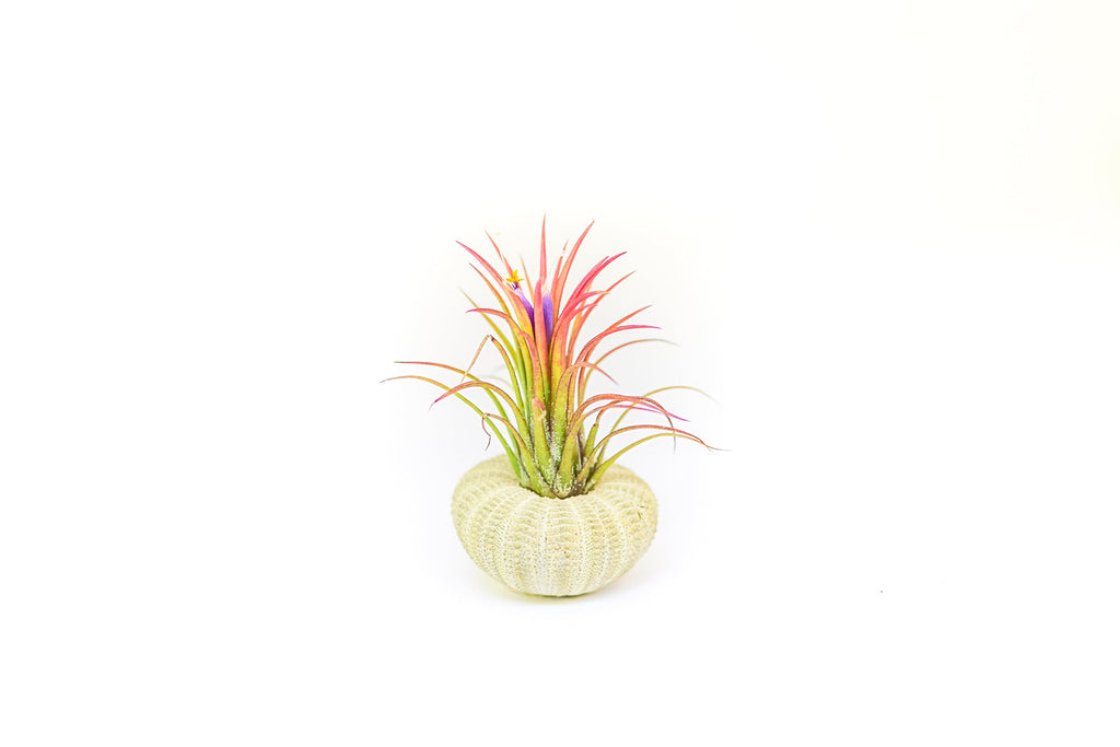 Green Urchins with Tillandsia Air Plants - Set of 1, 3 or 5