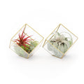 Heptahedron Geometric Glass Terrariums - Set of 2 - with Tillandsia Red Abdita, Ionantha and Small Xerographica