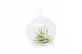 Minimalist Terrarium in a Glass Globe with Flat Bottom - Choose Your Custom Tillandsia Air Plant