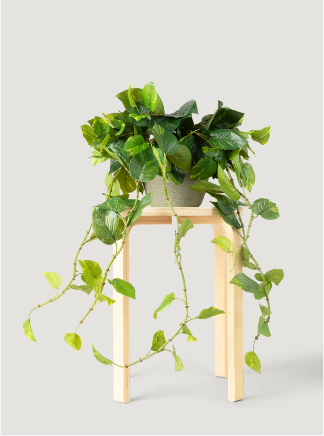 Real Touch Artificial Pothos House Plant
