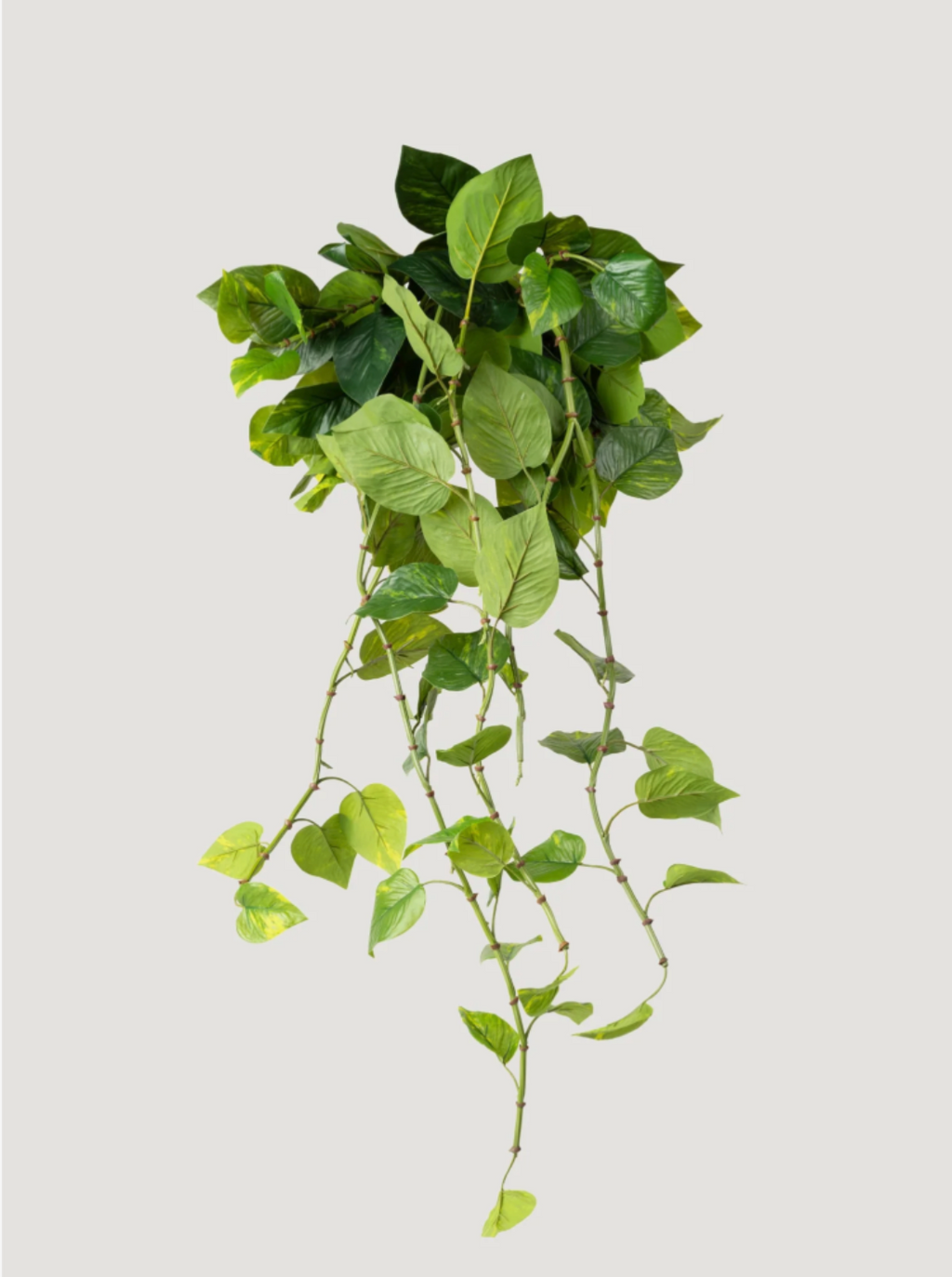 Real Touch Artificial Pothos House Plant