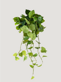 Real Touch Artificial Pothos House Plant
