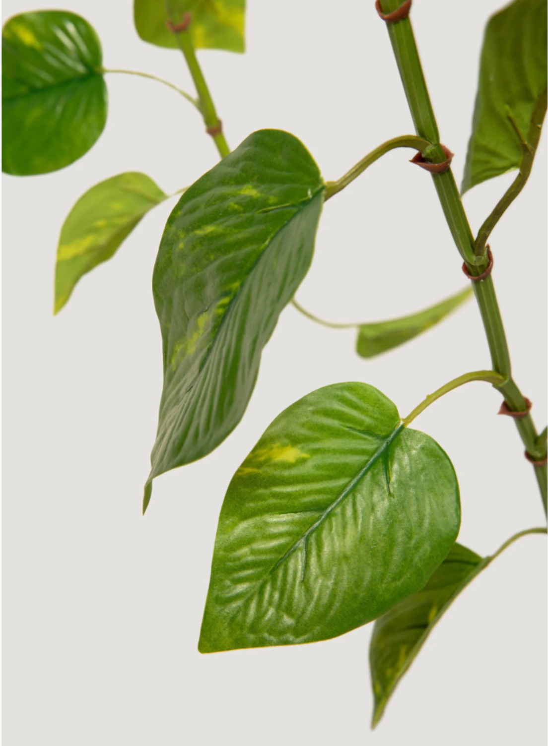 Real Touch Artificial Pothos House Plant
