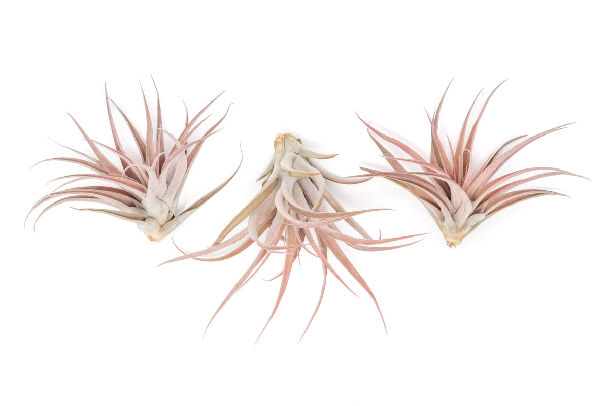 SALE - XL Tillandsia Capitata Peach - Set of  5, 10, or 20 Air Plants - 50% Off
