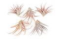 SALE - XL Tillandsia Capitata Peach - Set of  5, 10, or 20 Air Plants - 50% Off