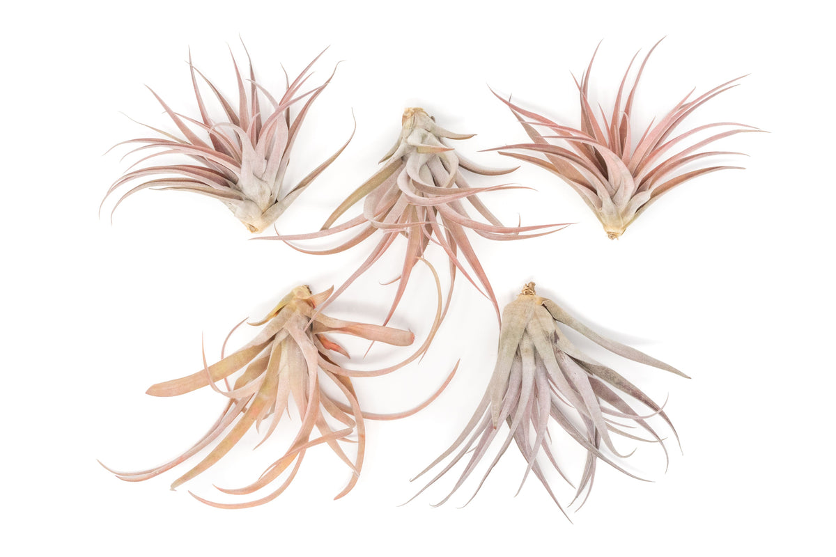SALE - XL Tillandsia Capitata Peach - Set of  5, 10, or 20 Air Plants - 50% Off