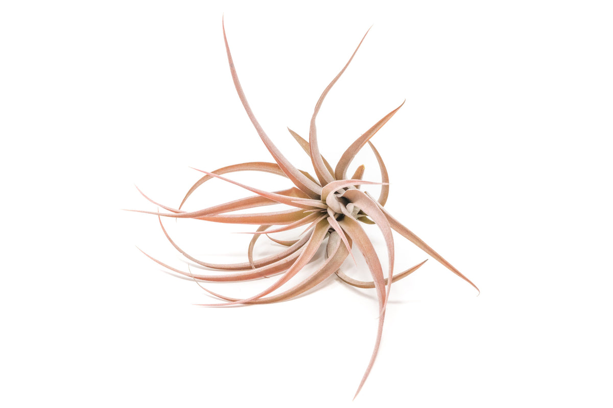 SALE - XL Tillandsia Capitata Peach - Set of  5, 10, or 20 Air Plants - 50% Off