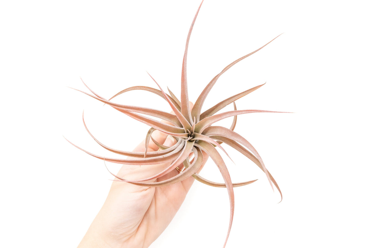 SALE - XL Tillandsia Capitata Peach - Set of  5, 10, or 20 Air Plants - 50% Off