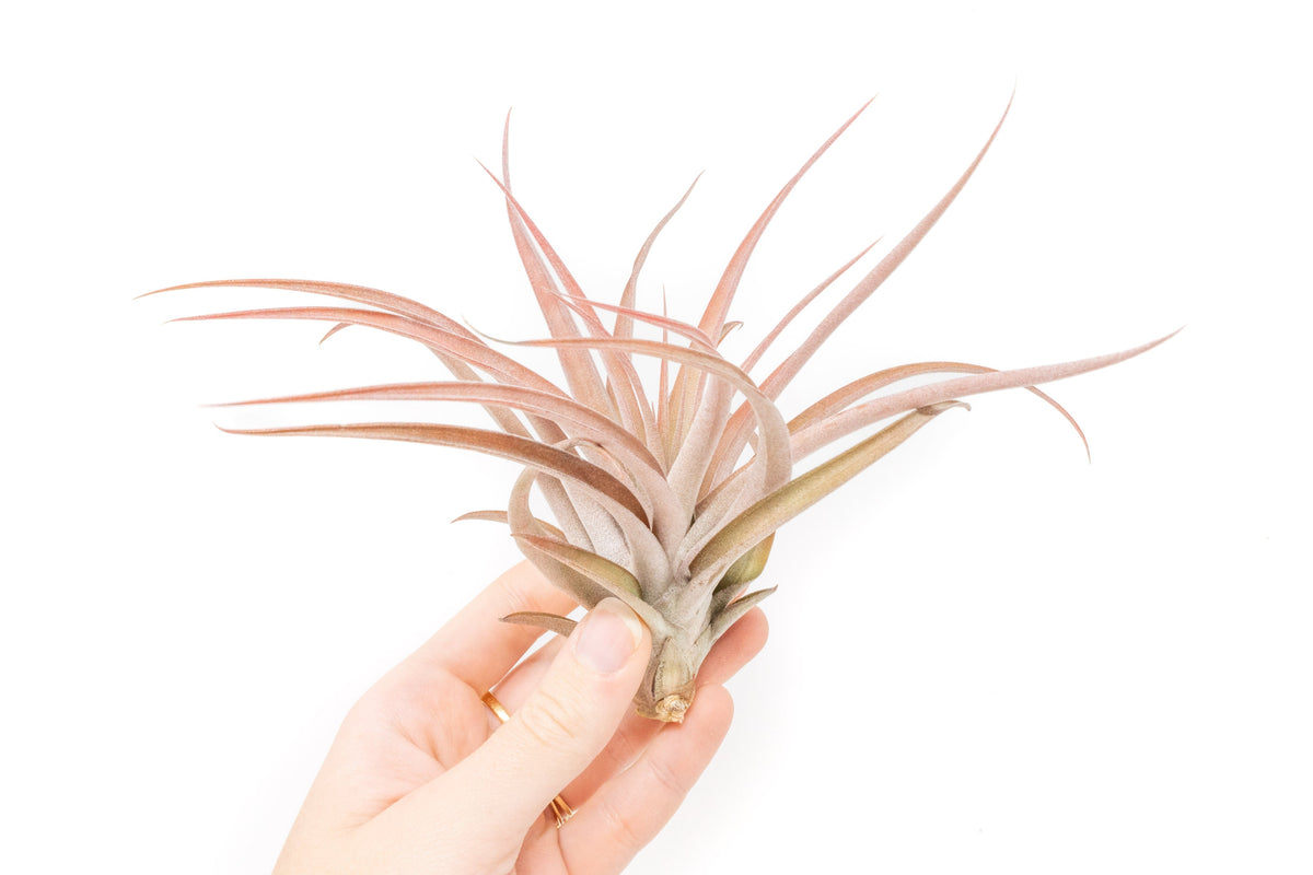 SALE - XL Tillandsia Capitata Peach - Set of  5, 10, or 20 Air Plants - 50% Off