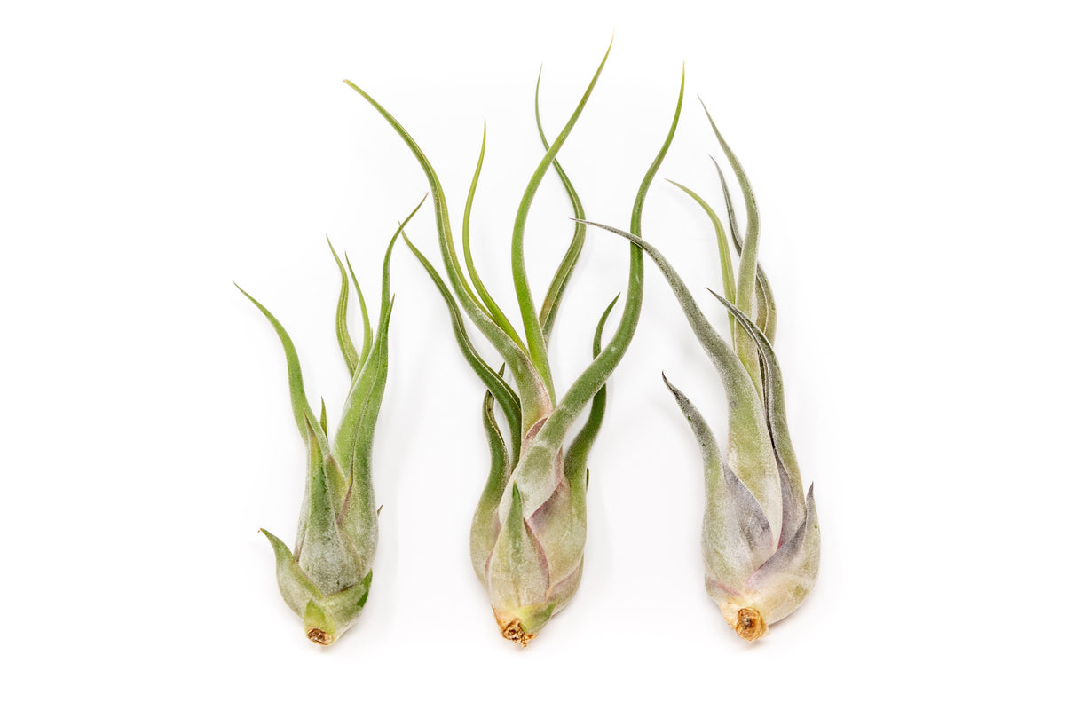 SALE - Tillandsia Caput Medusae Air Plants - Set of 10 or 20 - 70% Off
