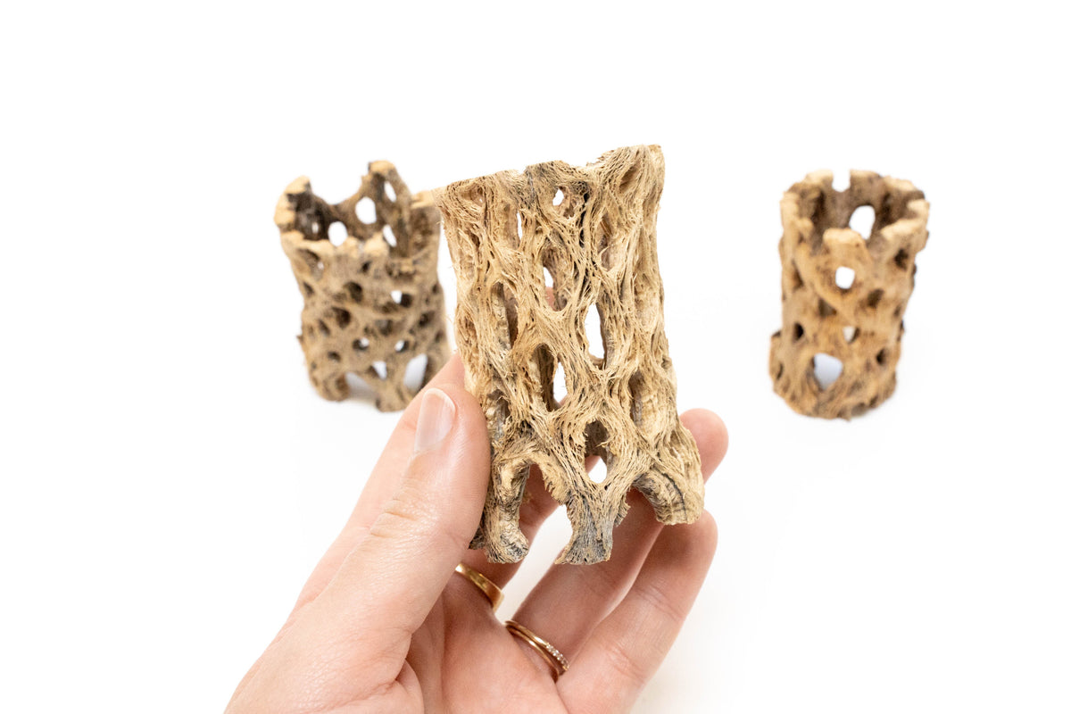 Natural Cholla Wood Container - 3 Inches Tall