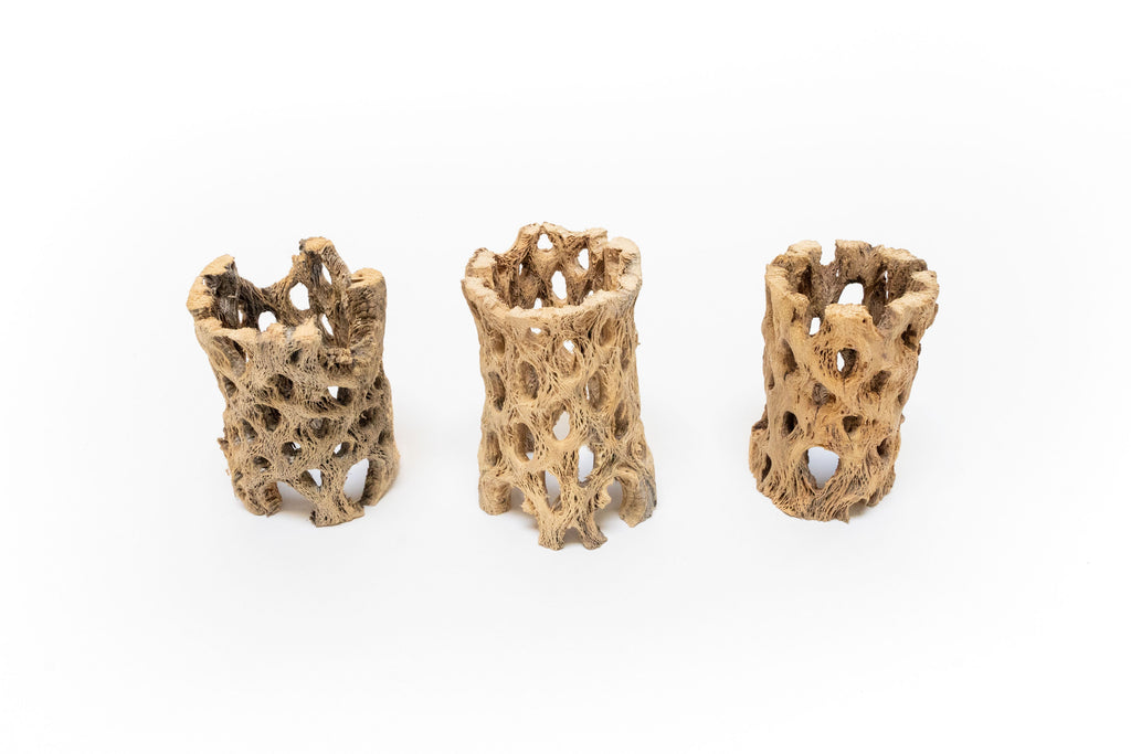 SALE - Natural Cholla Wood Containers with Assorted Tillandsia Air Plants - Set of 3 - 20% Off