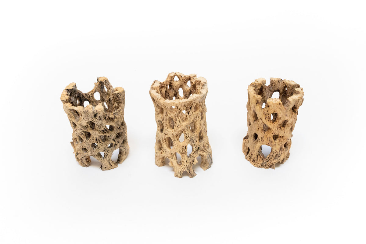 SALE - Natural Cholla Wood Containers with Assorted Tillandsia Air Plants - Set of 3 - 20% Off