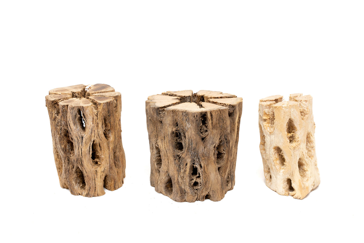 Natural Cholla Wood Container - 3 Inches Tall with Tillandsia Ionantha Air Plant