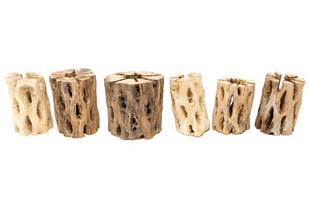 SALE - Natural Cholla Wood Containers with Assorted Tillandsia Air Plants - Set of 3 - 20% Off