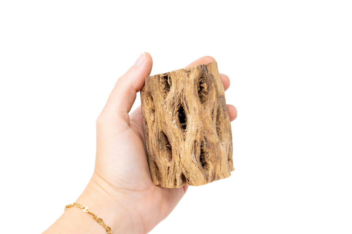 Natural Cholla Wood Container - 3 Inches Tall with Tillandsia Ionantha Air Plant