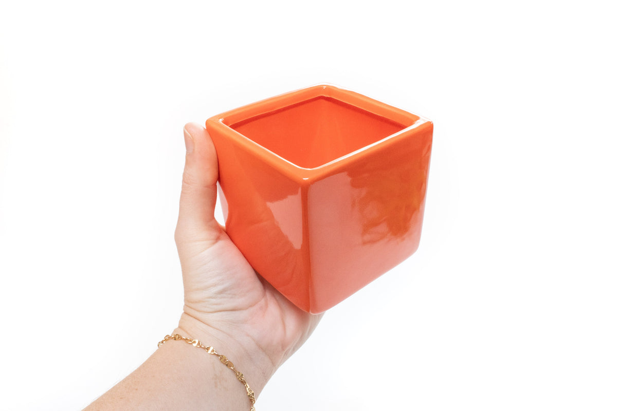 Air Plant Supply Co. Brand Colors Set - Two Ceramic Cube Containers with Tillandsia Xerographica Mini and Juncea