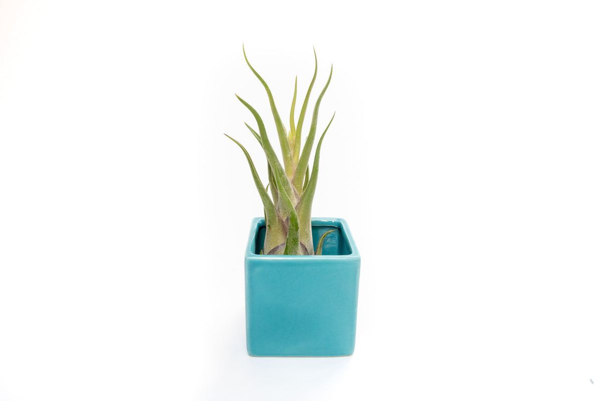 Sky Blue Ceramic Cube Container with Custom Tillandsia Air Plant