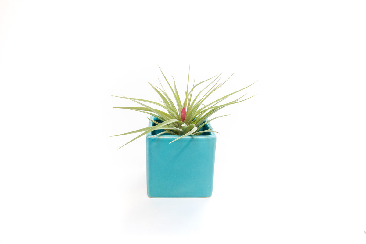 Ceramic Cube Container - Choose Your Custom Color and Tillandsia Air Plant