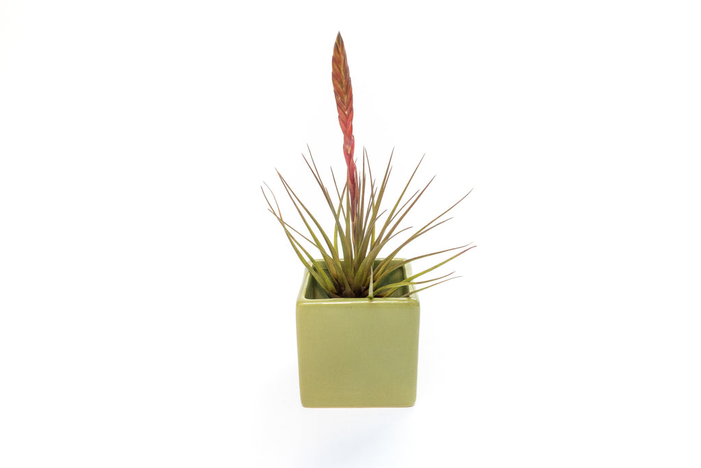 Avocado Green Ceramic Cube Container with Custom Tillandsia Air Plant