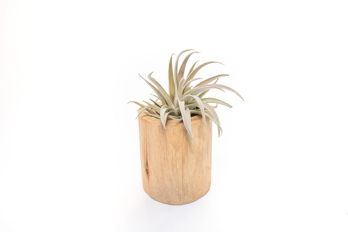 Large Driftwood Container - Choose Your Custom Tillandsia Air Plant