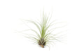 Tillandsia Filifolia Air Plants