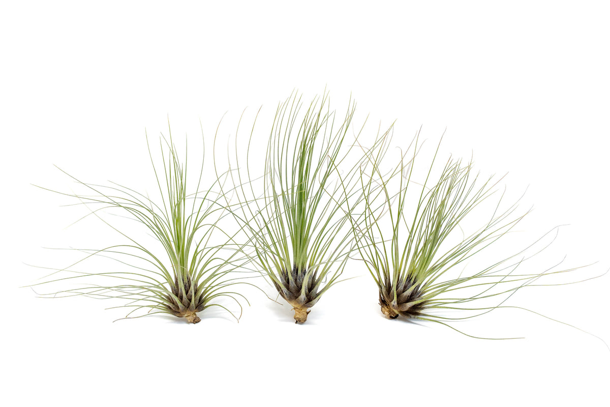 Tillandsia Filifolia Air Plants