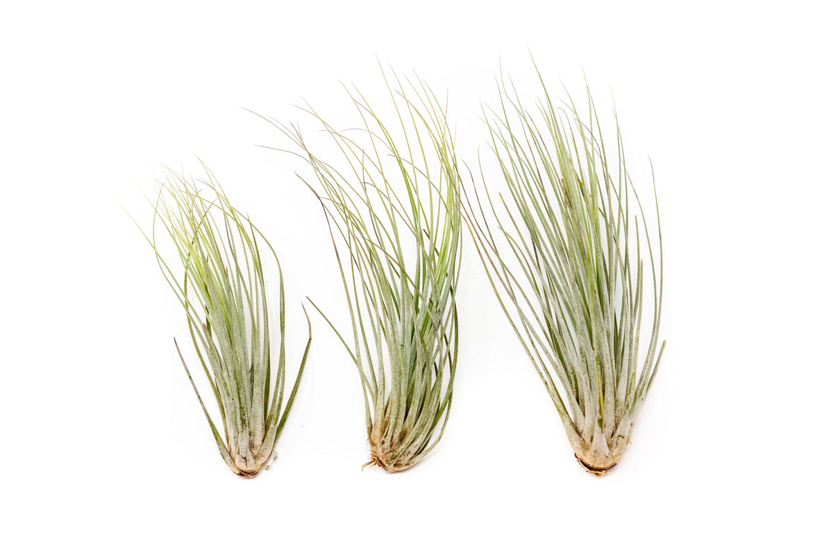 SALE - Large Tillandsia Juncea - Set of 10, 15 or 20 Air Plants - 50% Off