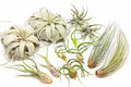 Large Tillandsia Air Plant Variety - Set of 10, 15, or 20 - 40% Off
