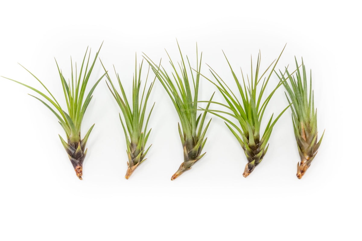 Large Tillandsia Melanocrater Tricolor Air Plants / 6-8 Inch Plants