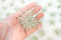 SALE - Tillandsia Tectorum Ecuador Air Plants - Set of 3, 6 or 9 - 25% Off