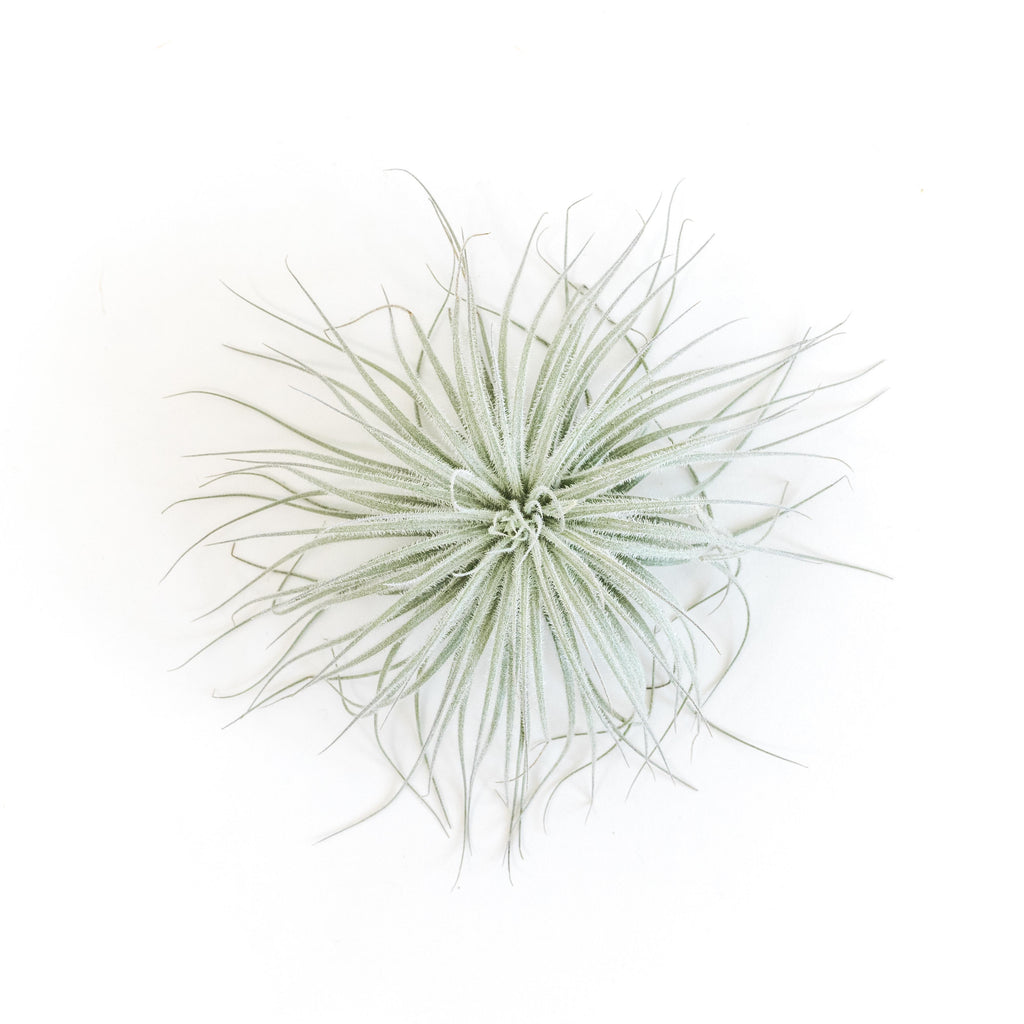 SALE - Tillandsia Tectorum Ecuador Air Plants - Set of 3, 6 or 9 - 25% Off