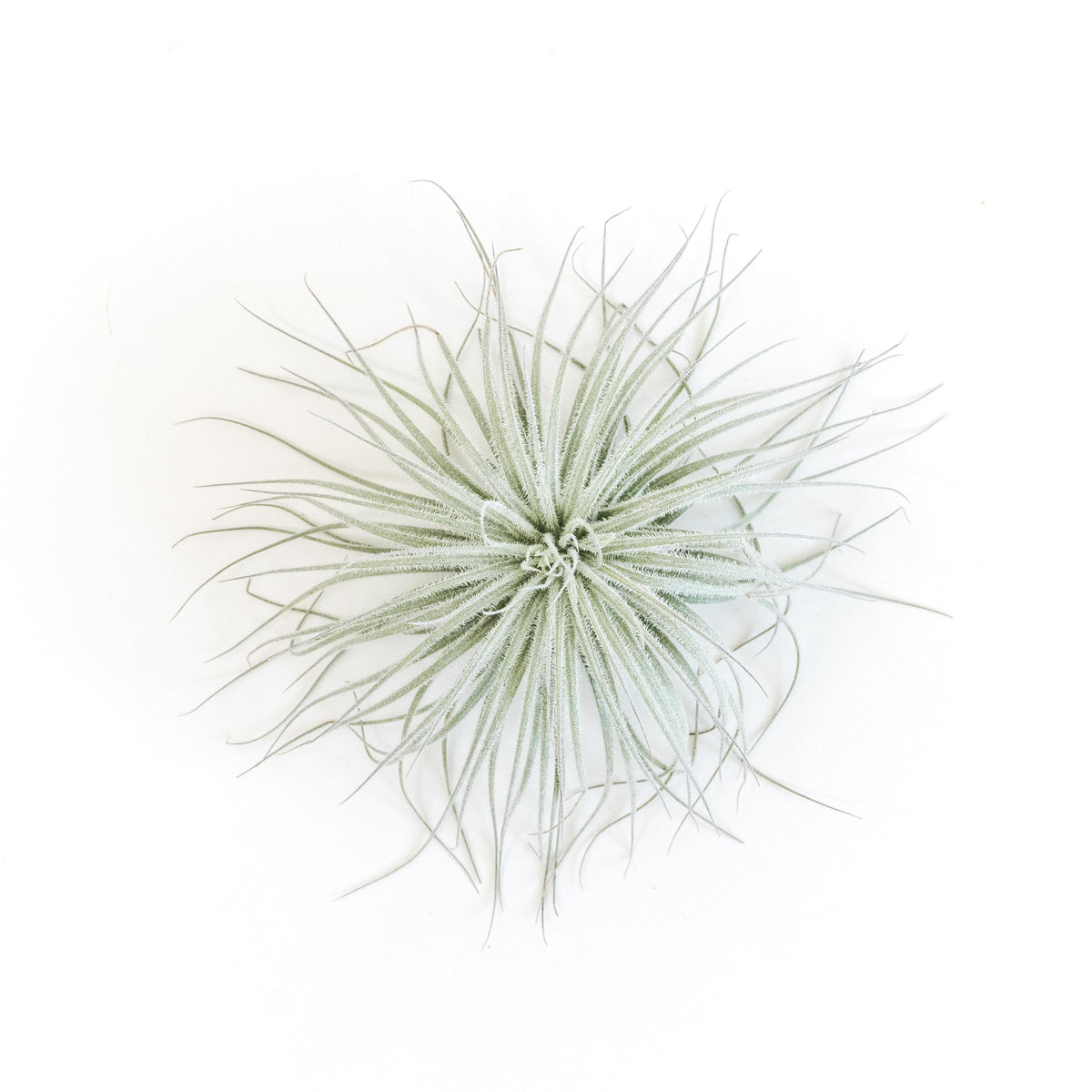 SALE - Tillandsia Tectorum Ecuador Air Plants - Set of 3, 6 or 9 - 25% Off