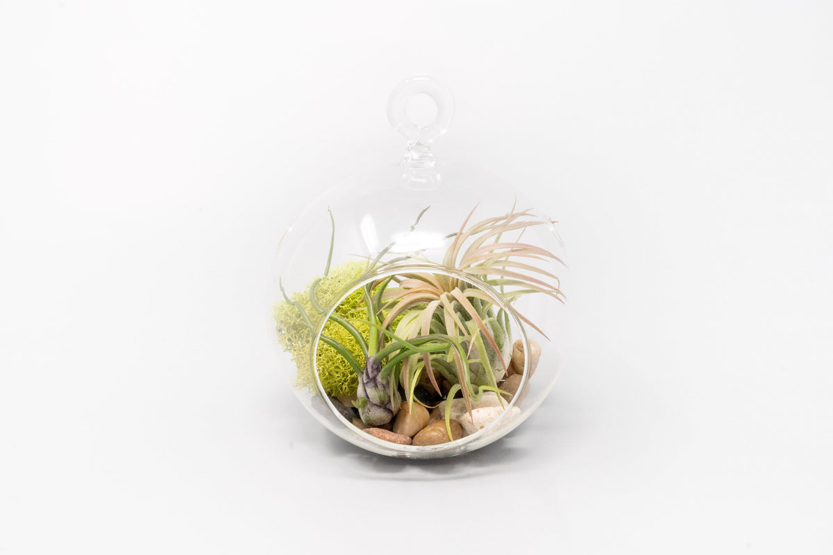 Set of 3 Stunning Hanging Glass Terrariums with Flat Bottoms