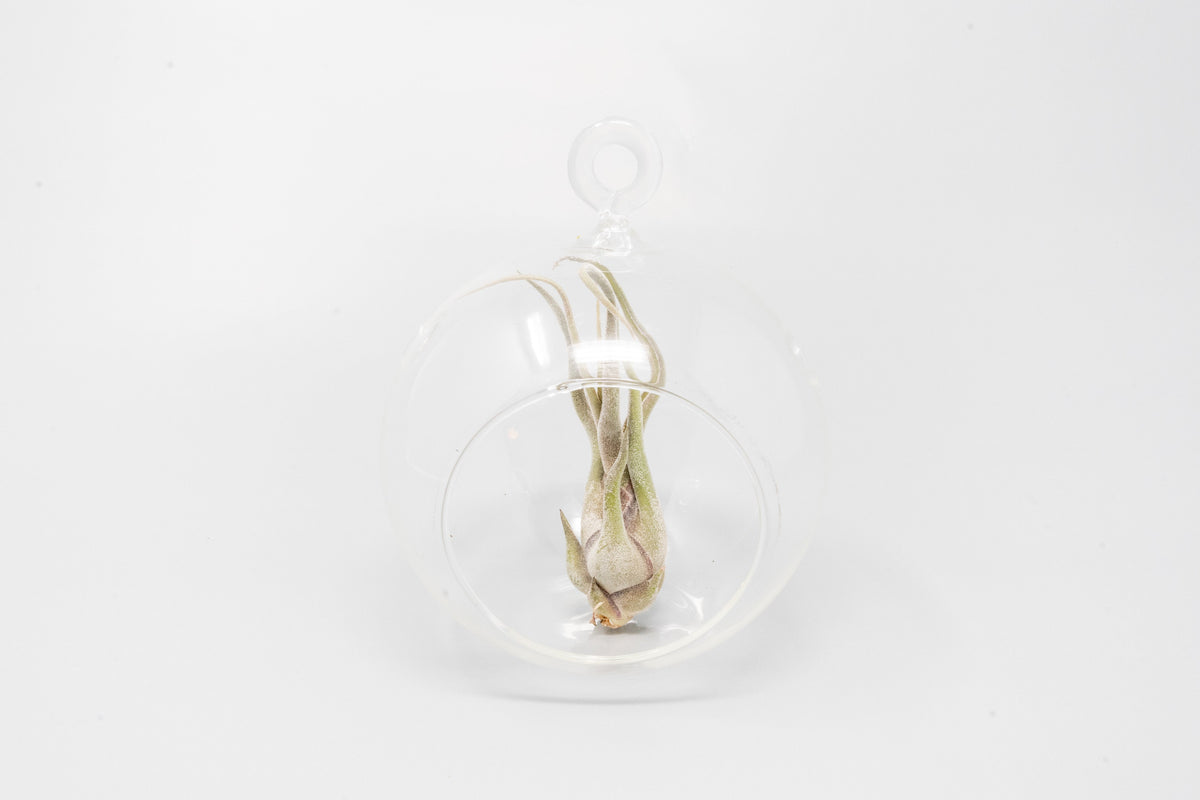 Minimalist Terrarium in a Glass Globe with Flat Bottom - Choose Your Custom Tillandsia Air Plant