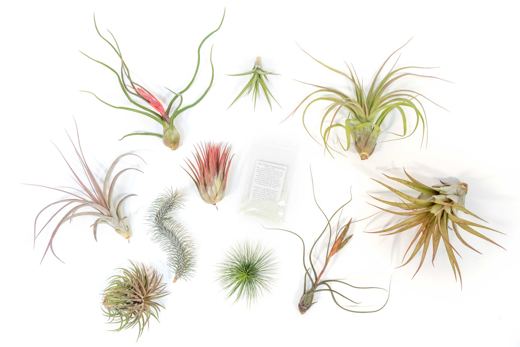 SALE - Premium Tillandsia Air Plant Grab Bag & Fertilizer Packet - Set of 10, 20 or 30 - 40% Off