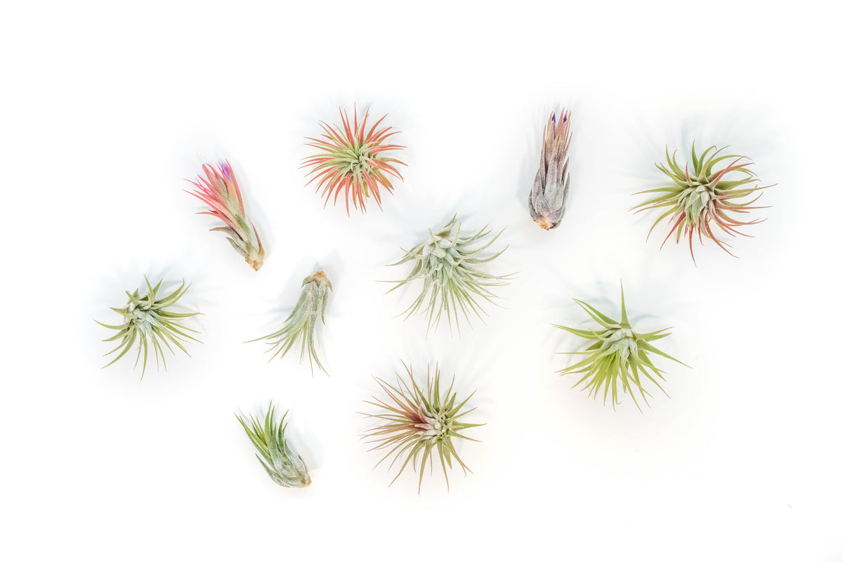 SALE - Mini Tillandsia Ionantha Air Plant Pups -  Sets of 5, 10 or 15  - 40% Off